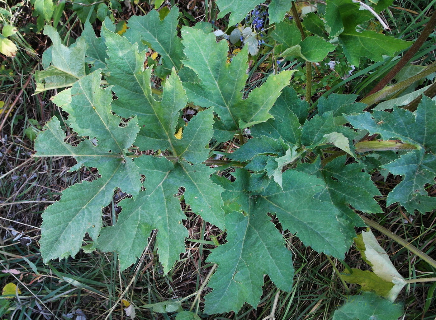 Изображение особи Heracleum sibiricum.