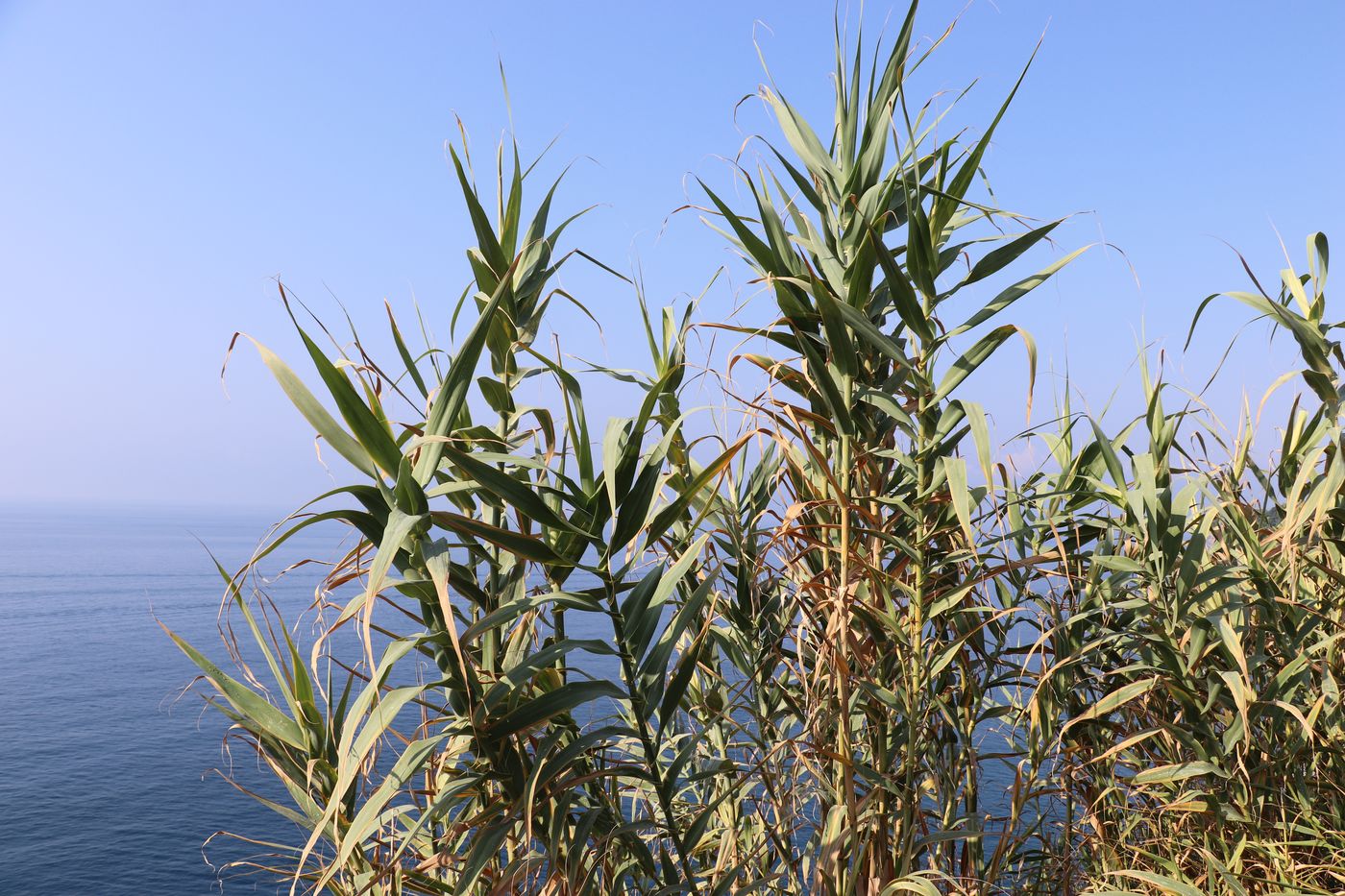 Image of Arundo donax specimen.