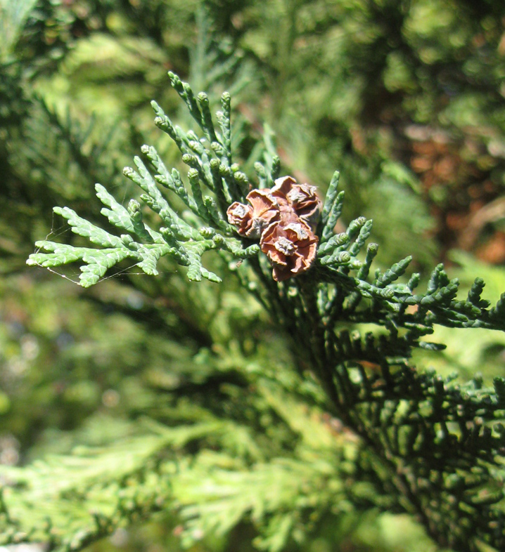 Image of Chamaecyparis lawsoniana specimen.