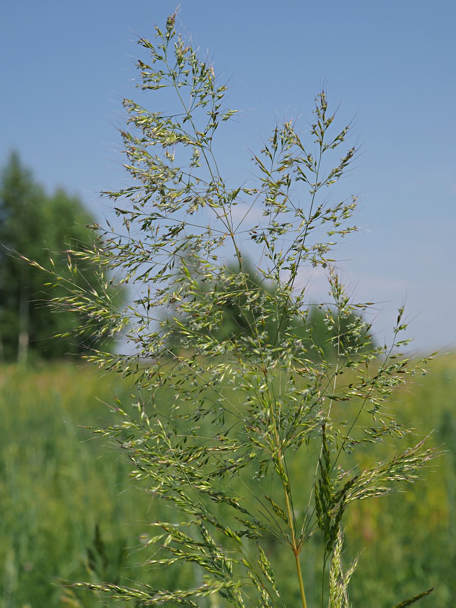 Image of Apera spica-venti specimen.