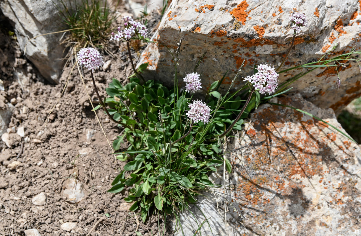 Изображение особи Valeriana fedtschenkoi.