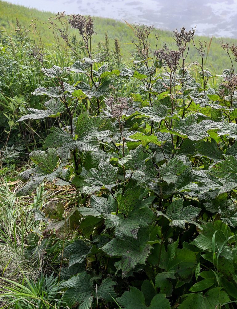 Image of Filipendula camtschatica specimen.