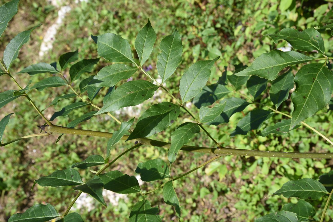 Image of Fraxinus excelsior specimen.