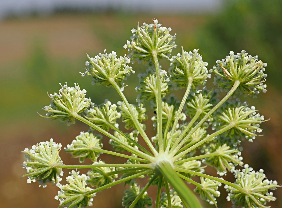 Image of Seseli annuum specimen.