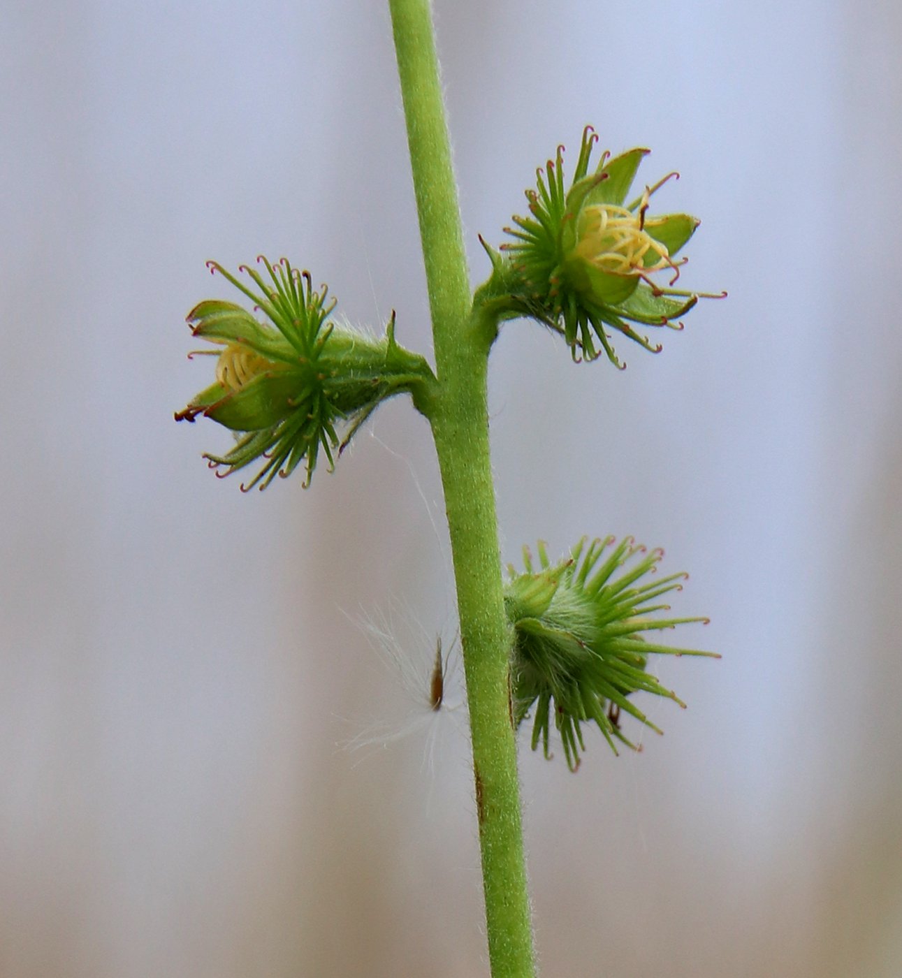 Image of Agrimonia eupatoria specimen.