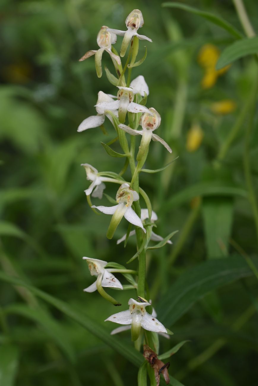 Изображение особи Platanthera chlorantha.