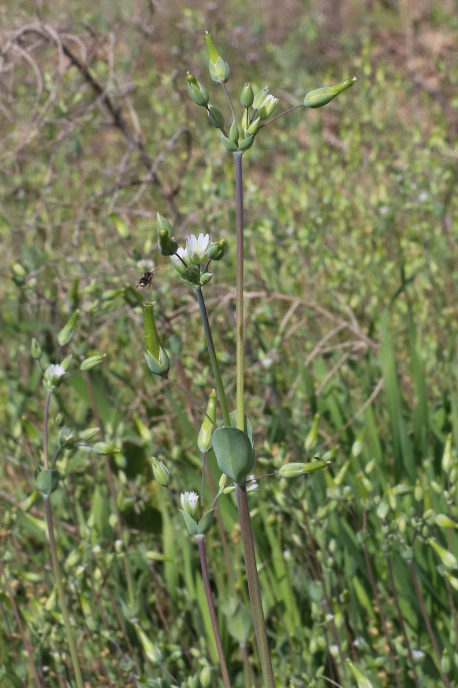 Изображение особи Cerastium perfoliatum.