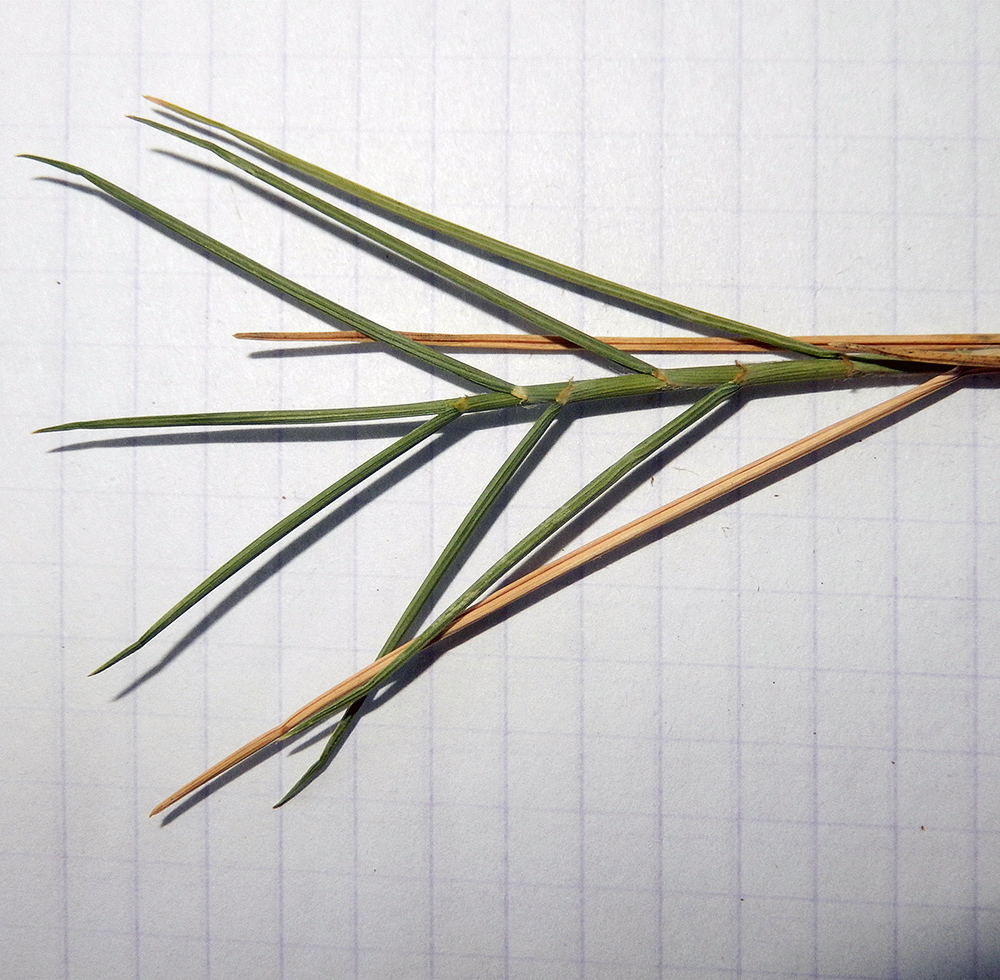 Image of Agropyron pinifolium specimen.