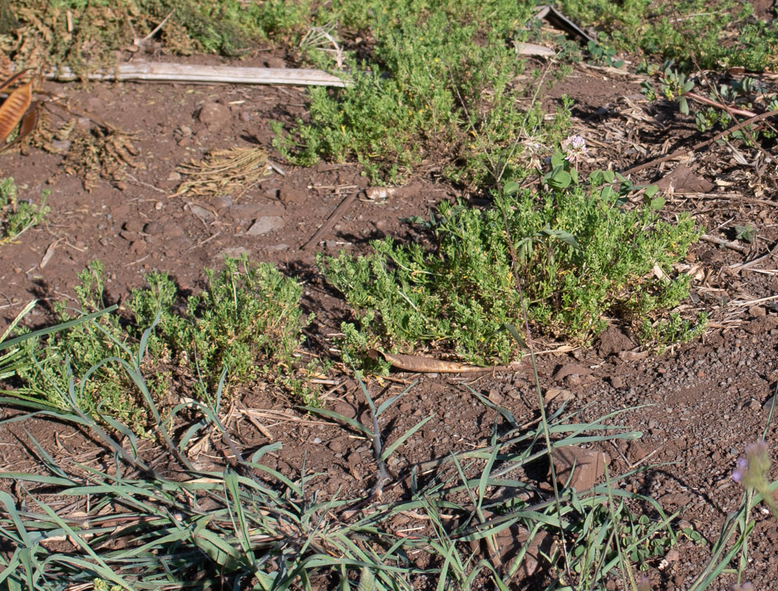 Изображение особи Lepidium bonariense.