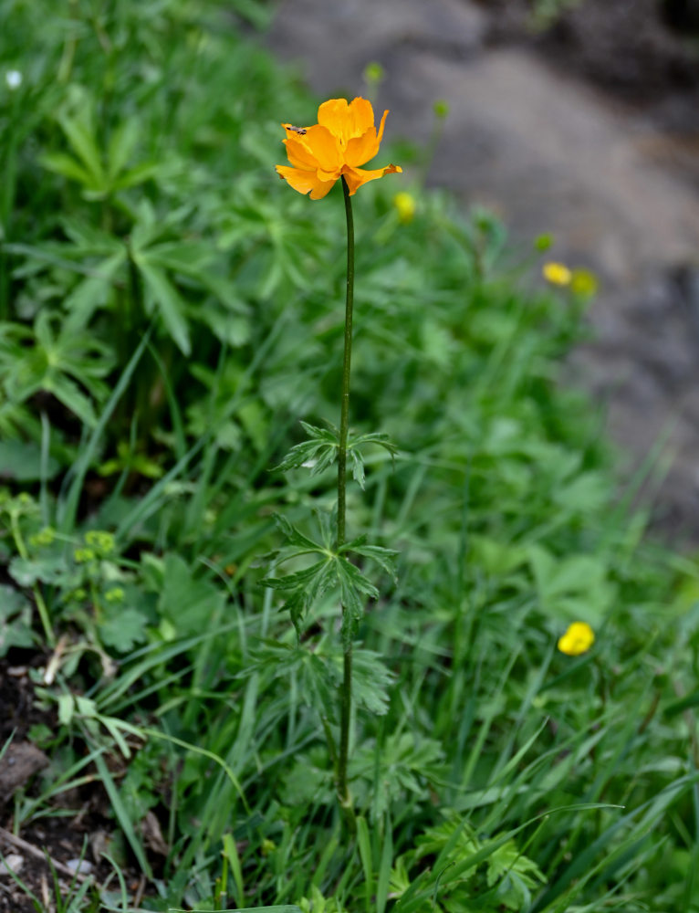 Изображение особи Trollius altaicus.