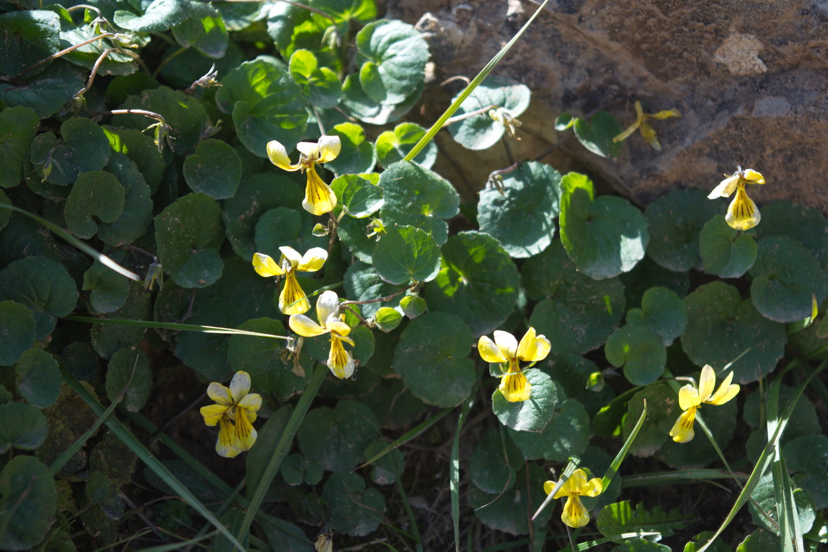 Image of Viola caucasica specimen.