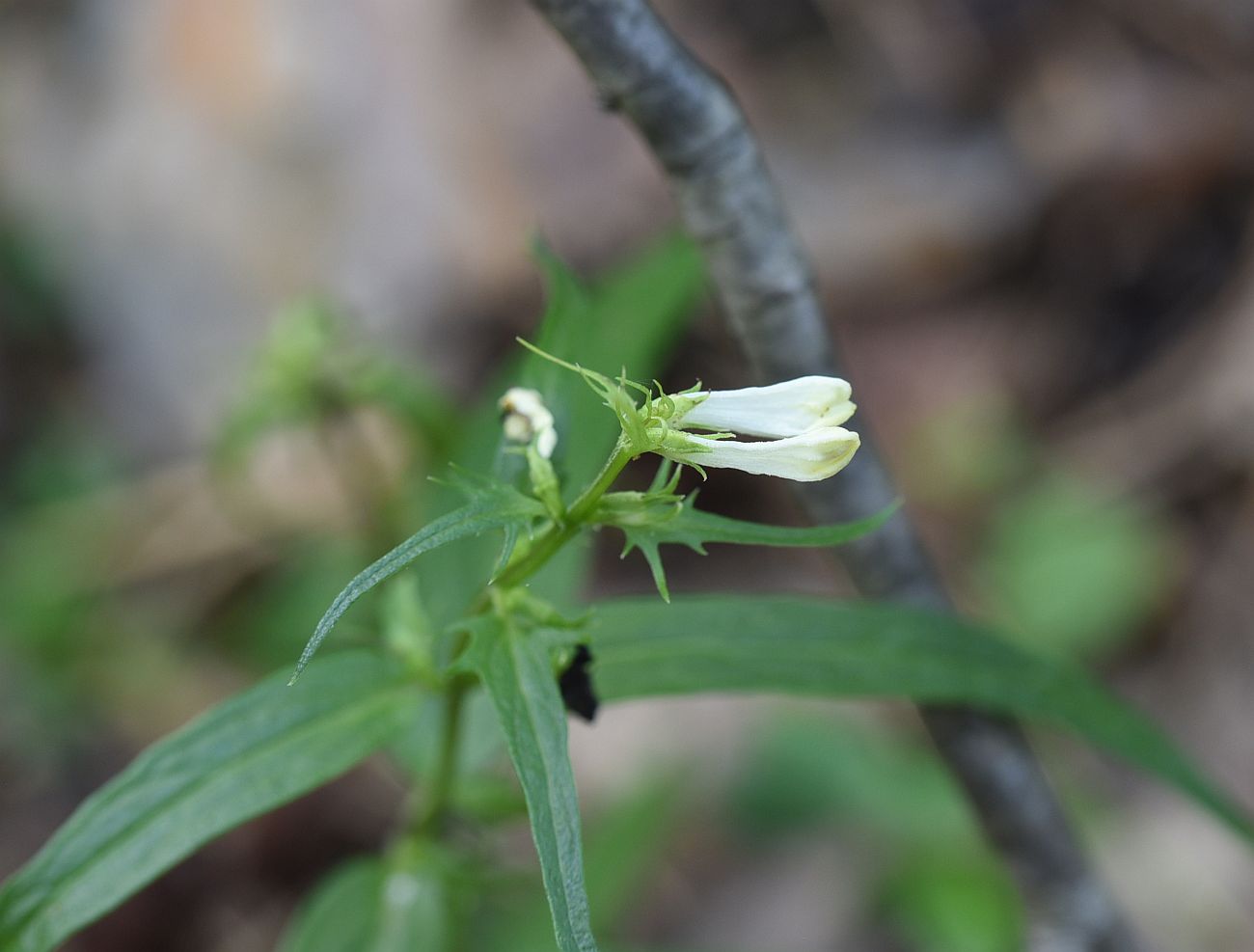 Image of Melampyrum pratense specimen.