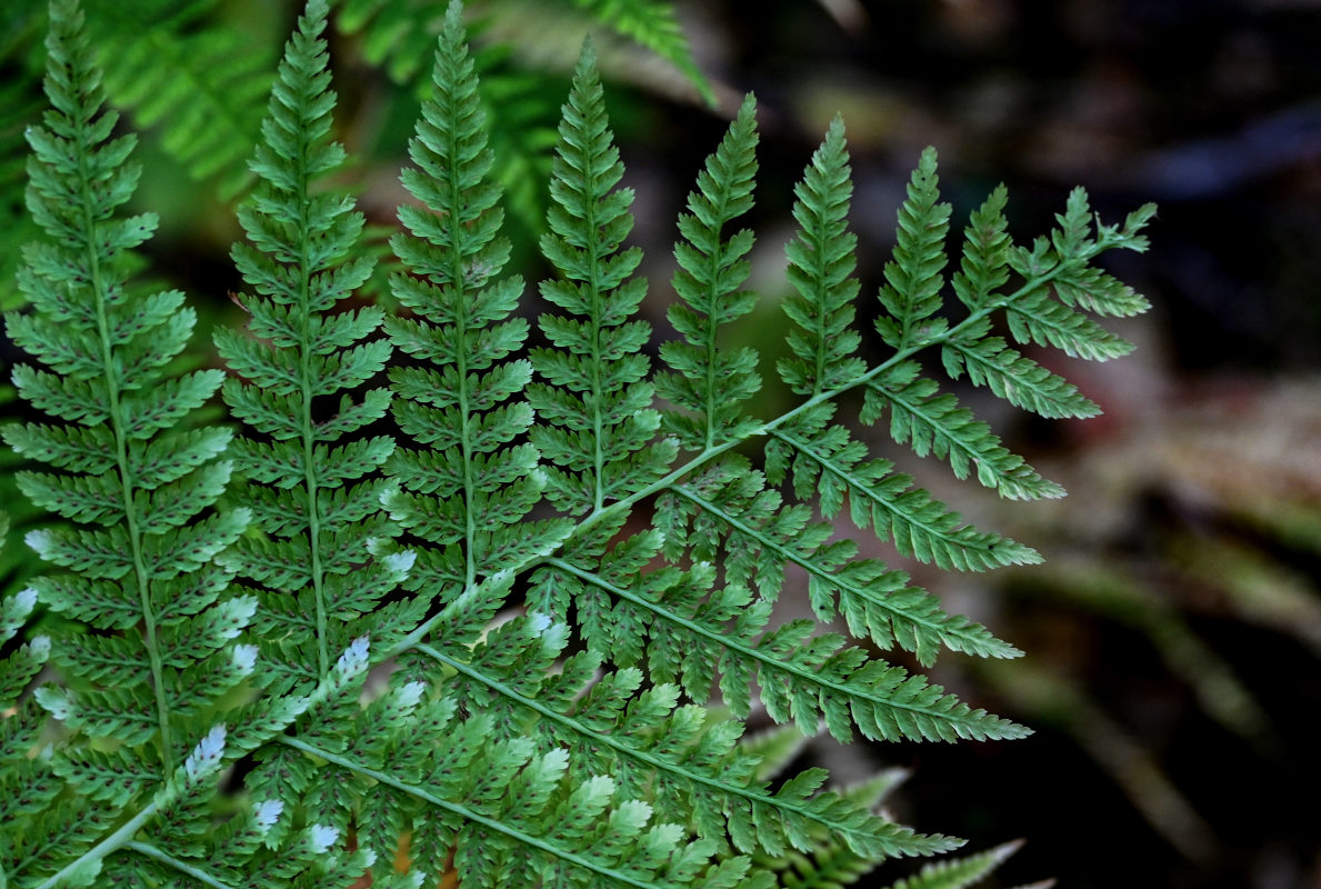 Image of Athyrium filix-femina specimen.