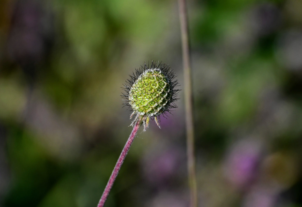 Image of Scabiosa ochroleuca specimen.