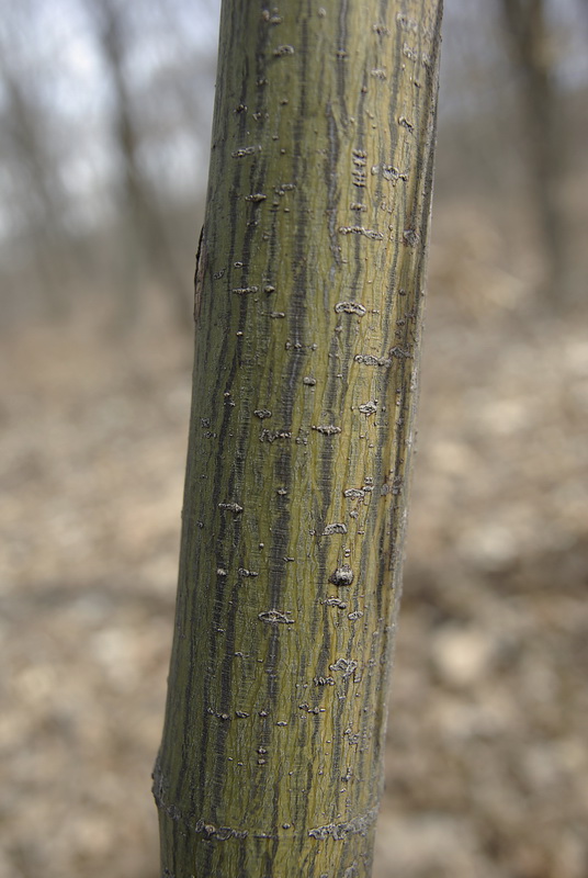 Image of Acer tegmentosum specimen.