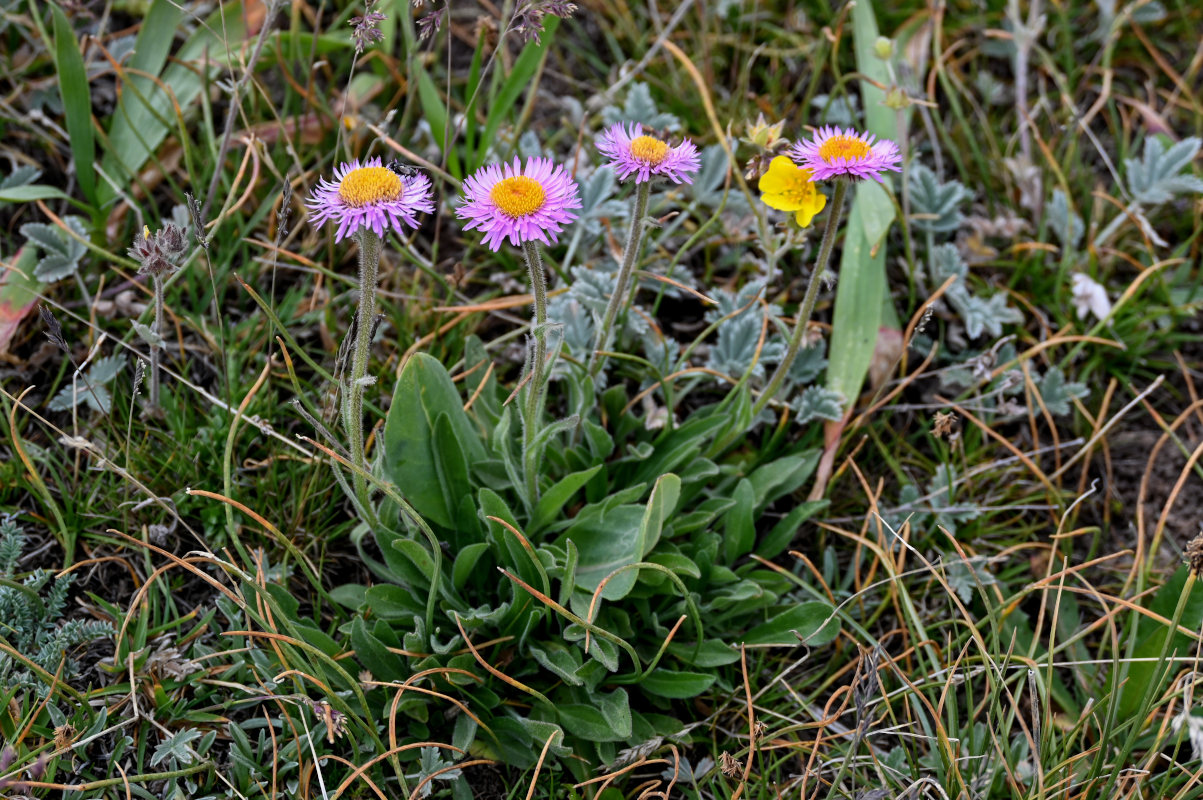 Изображение особи Erigeron allochrous.