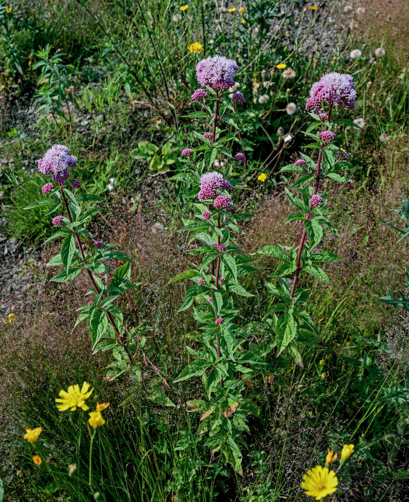 Image of Eupatorium cannabinum specimen.