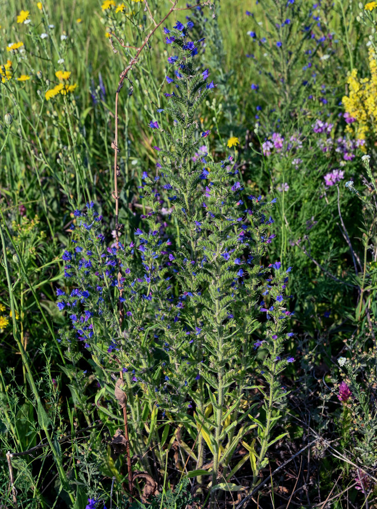 Изображение особи Echium vulgare.