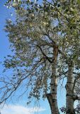 Populus alba. Часть ствола взрослого дерева со следами от обломанной верхушки и боковой ветви. Оренбургская обл., г. Оренбург, в культуре. 07.07.2023.