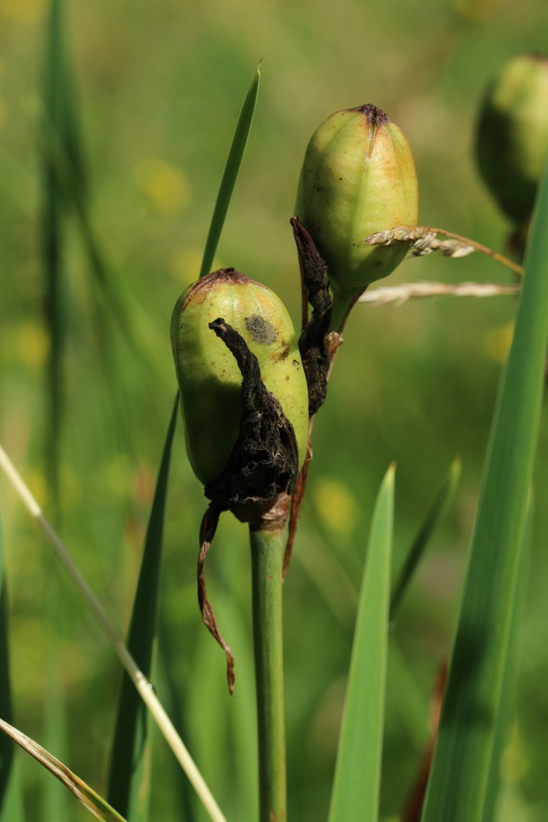 Image of Iris sibirica specimen.