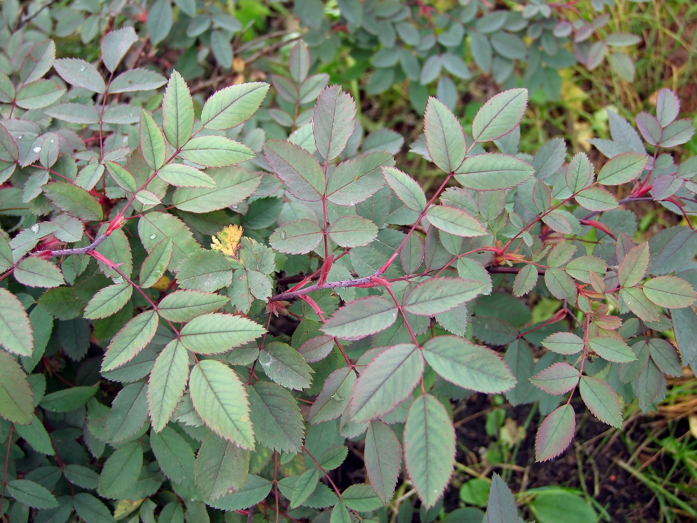 Image of Rosa glauca specimen.