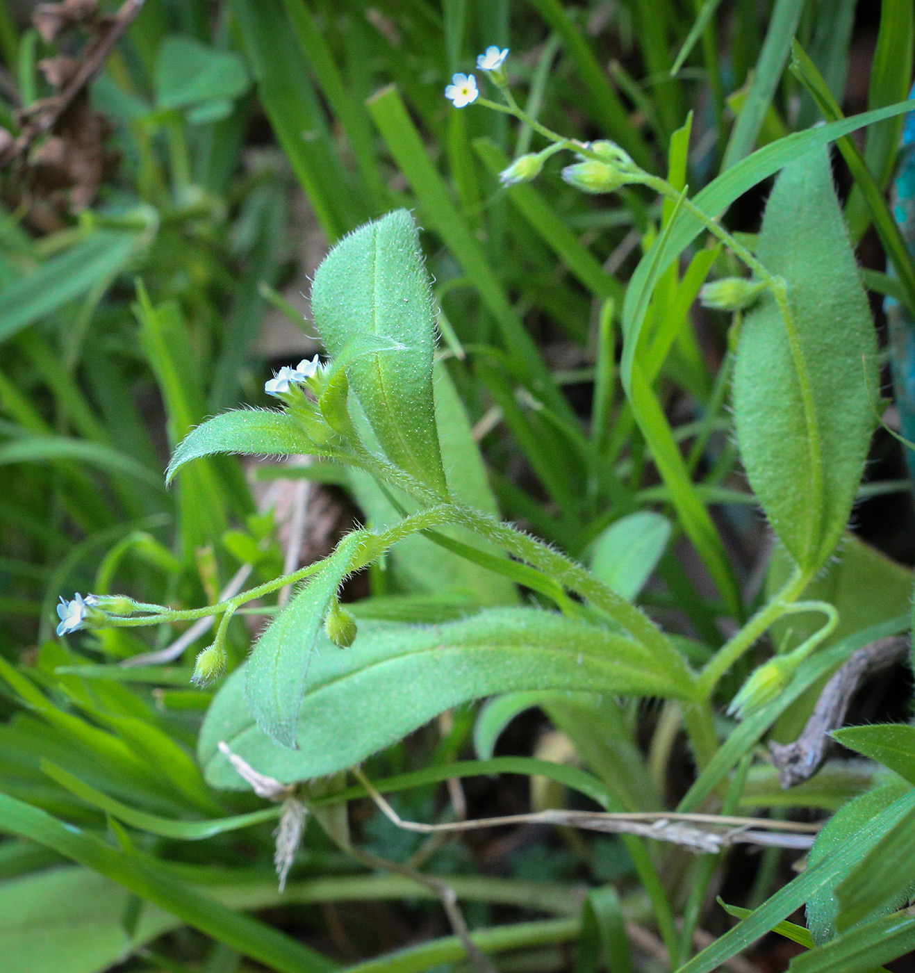 Изображение особи Myosotis sparsiflora.