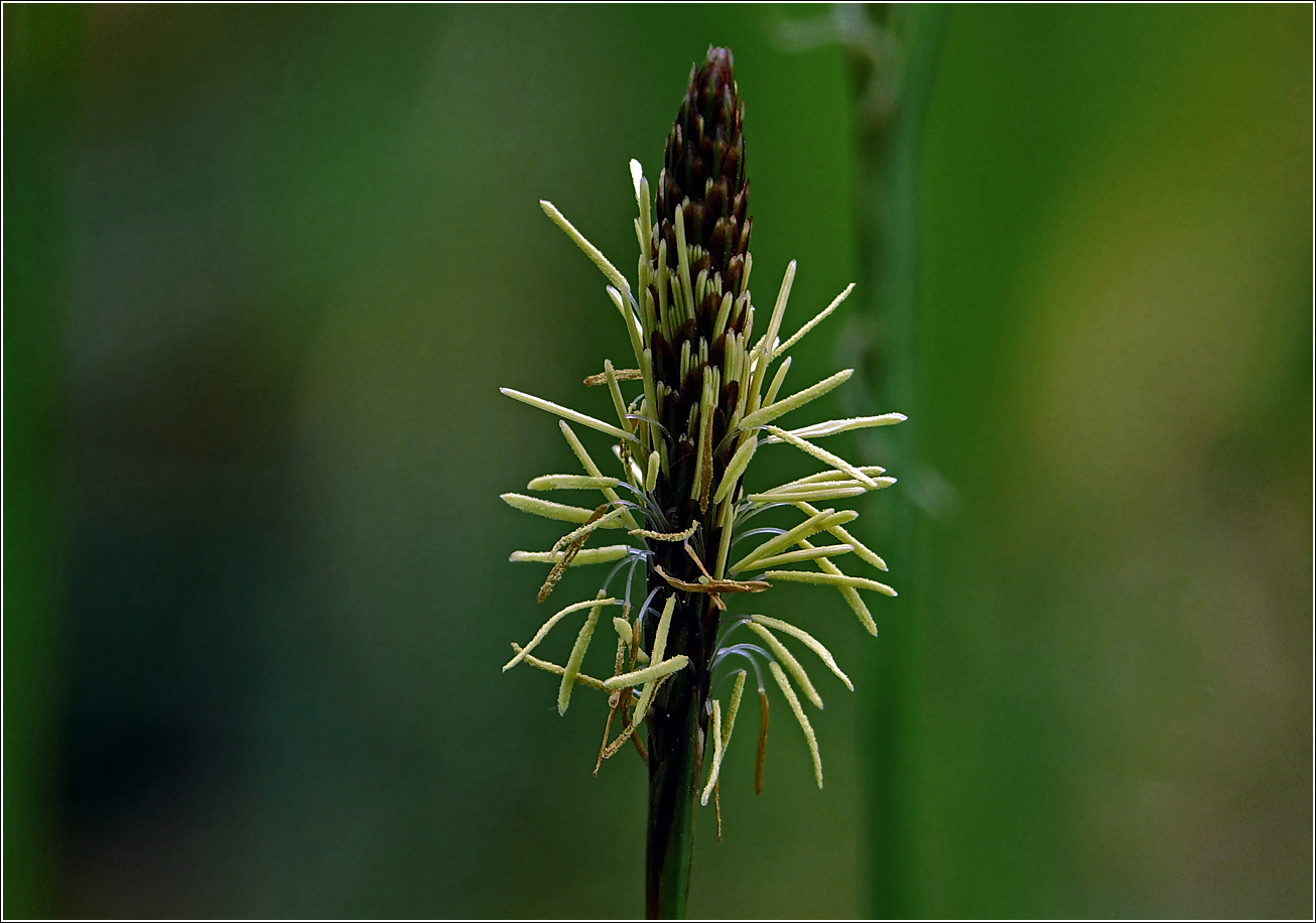 Изображение особи Carex pilosa.