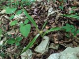 Colchicum umbrosum. Плодоносящее растение. Краснодарский край, г/о Сочи, Хостинский р-н, тропа к Орлиным скалам, широколиственный лес. 24.05.2024.