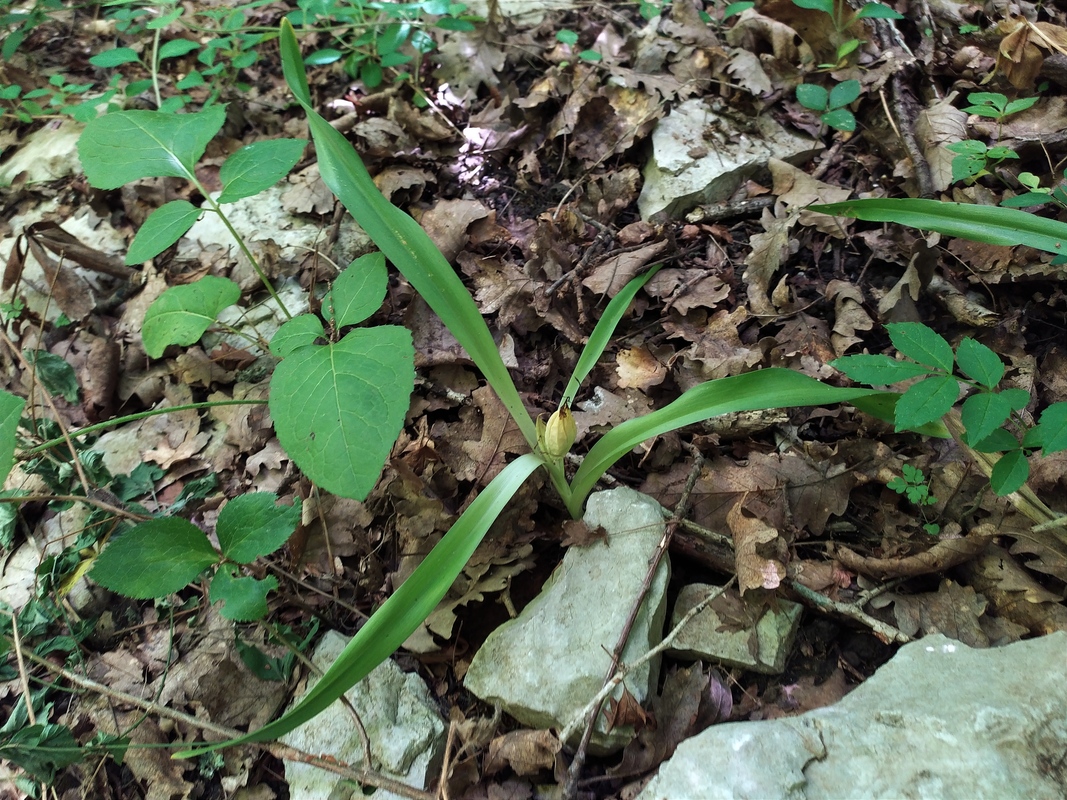 Image of Colchicum umbrosum specimen.