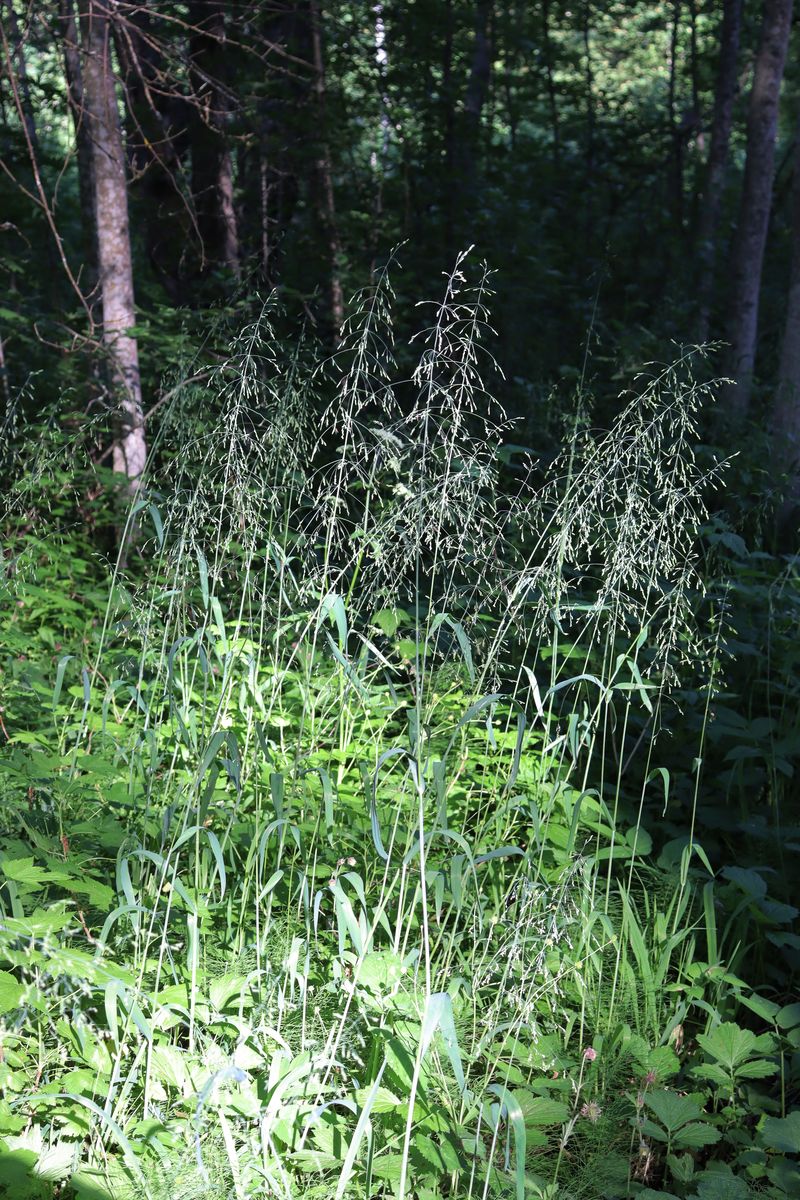 Image of Milium effusum specimen.