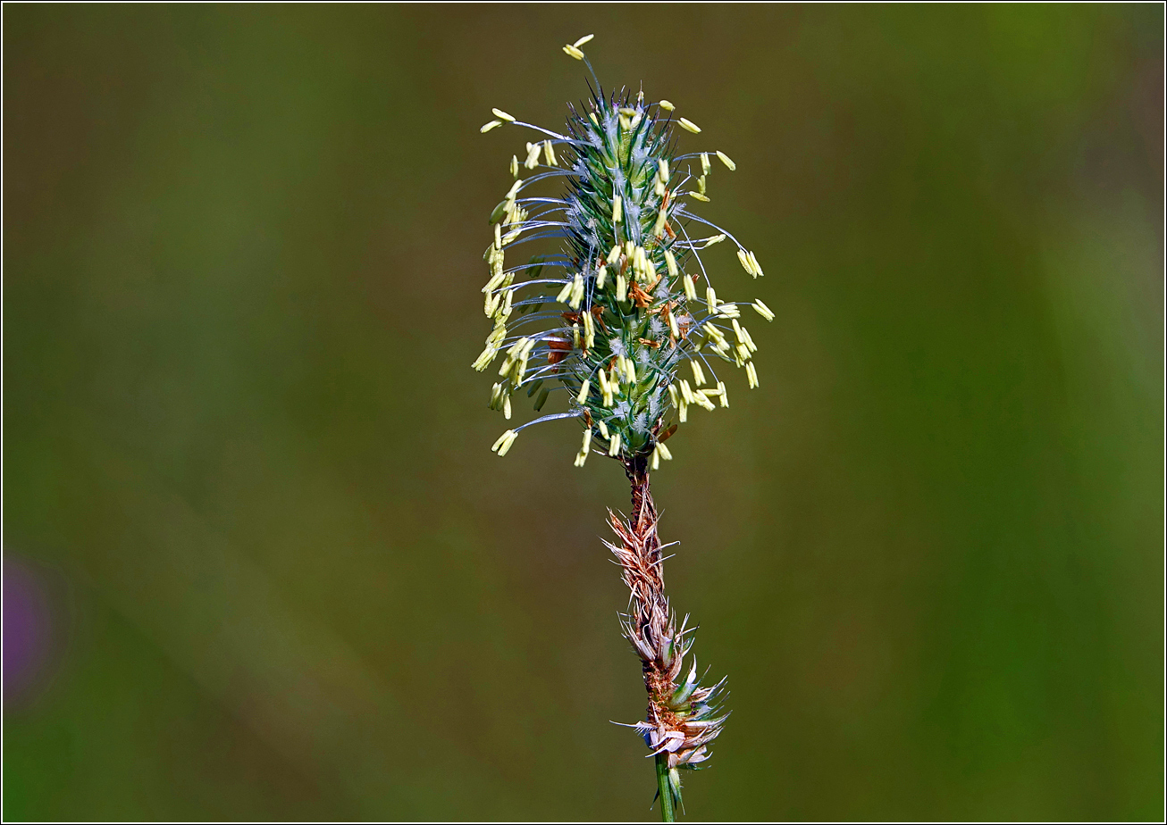 Image of Phleum pratense specimen.