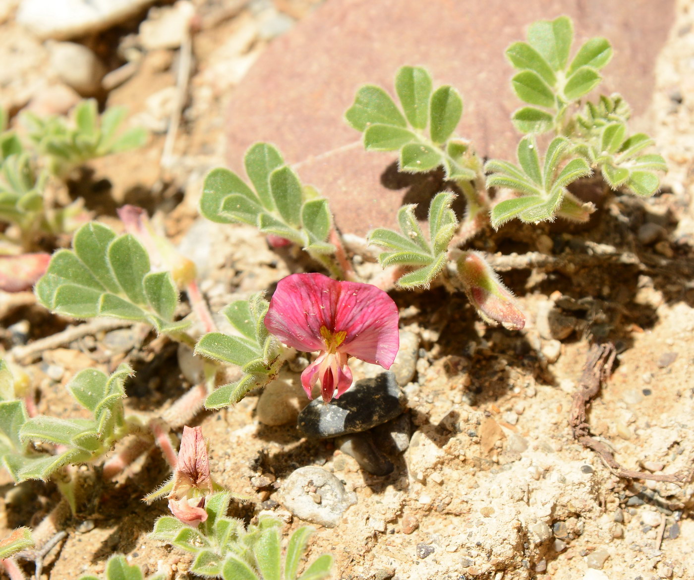 Image of Chesneya ferganensis specimen.