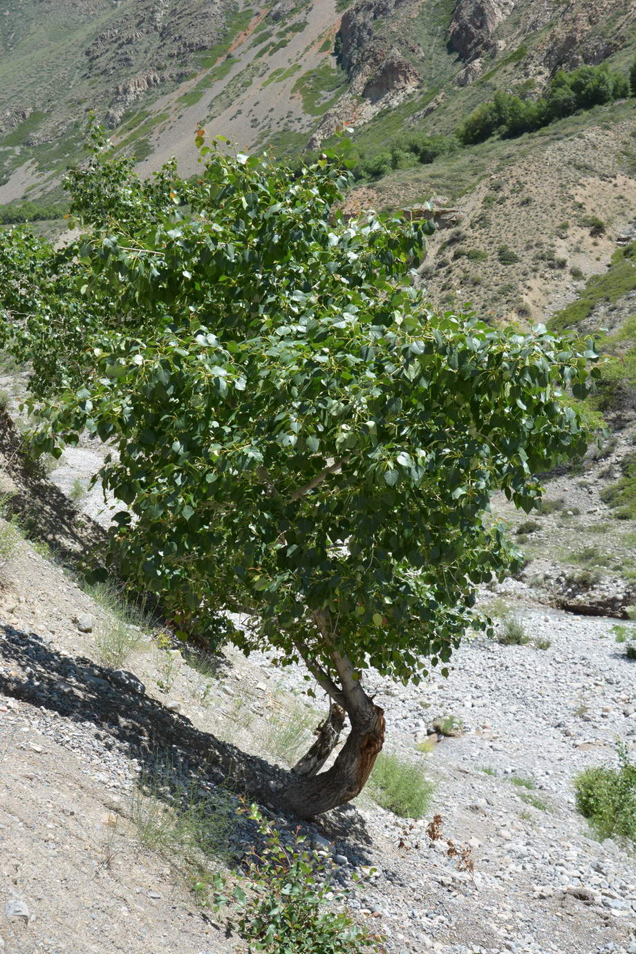 Изображение особи Populus afghanica.