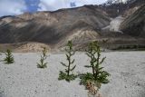 genus Cirsium. Вегетирующие растения. Таджикистан, Горно-Бадахшанская автономная обл., Рушанский р-н, хр. Северо-Аличурский, Ирхтские горы, Сарезское оз., Ирхтский залив, дол. р. Лянгар, выс. ≈ 3300 м н.у.м., песчаные наносы в устье реки. 27 июня 2024 г.