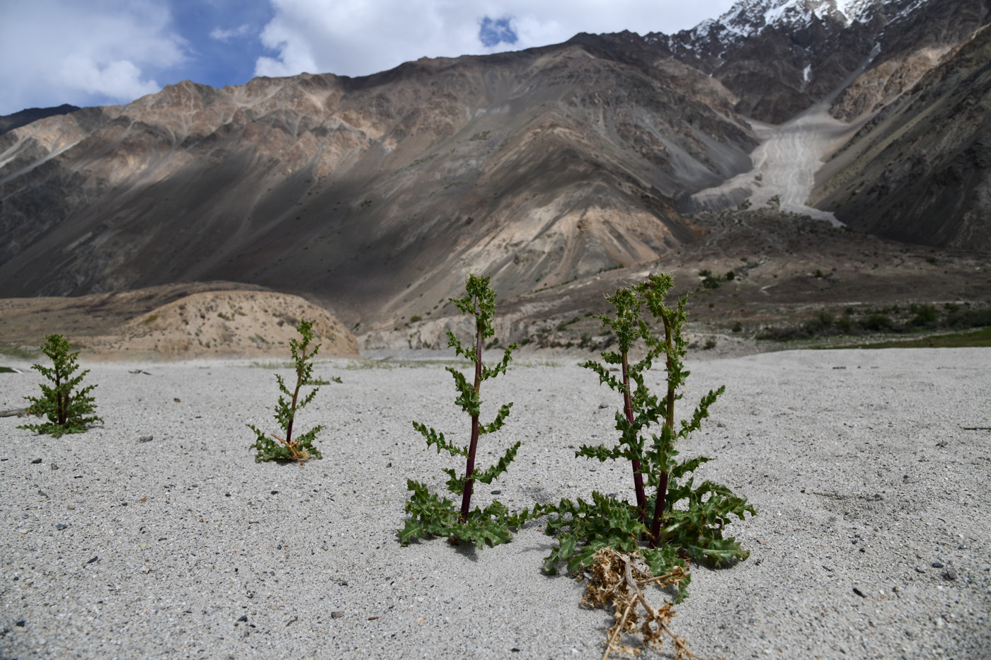 Image of genus Cirsium specimen.