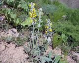 Phlomoides fulgens