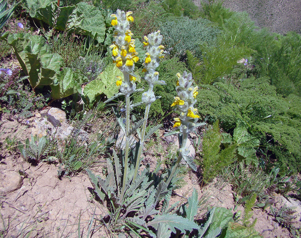 Image of Phlomoides fulgens specimen.