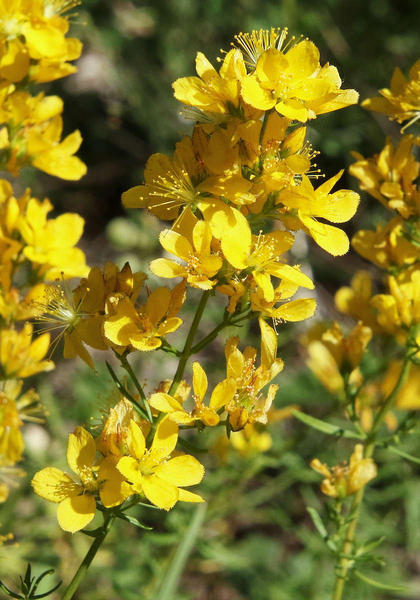 Image of Hypericum lydium specimen.