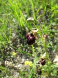 Ophrys mammosa