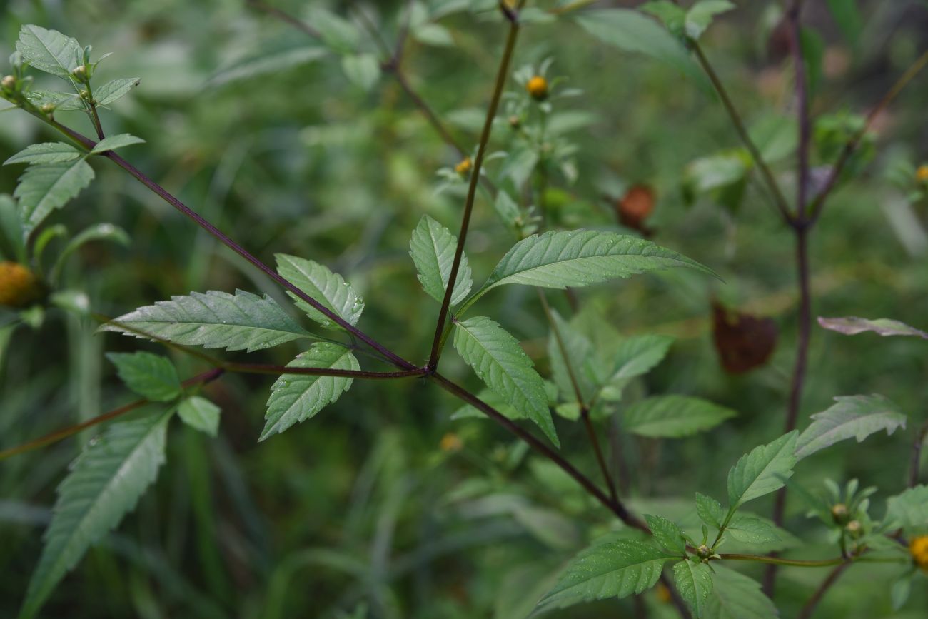 Image of Bidens frondosa specimen.