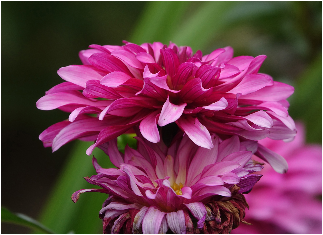 Image of Chrysanthemum indicum specimen.