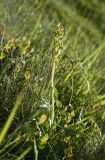 Dactylorhiza viridis. Цветущее растение. Чечня, Шаройский р-н, окр. пер. Цумандинский, южный борт перевала, выс. ок. 2400 м н.у.м., луг. 24 июня 2024 г.