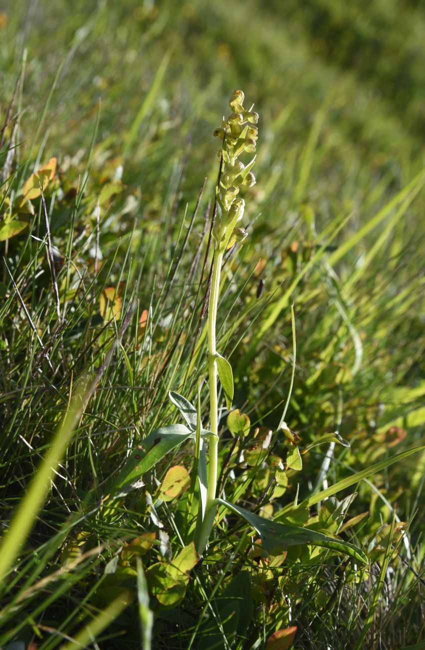 Изображение особи Dactylorhiza viridis.