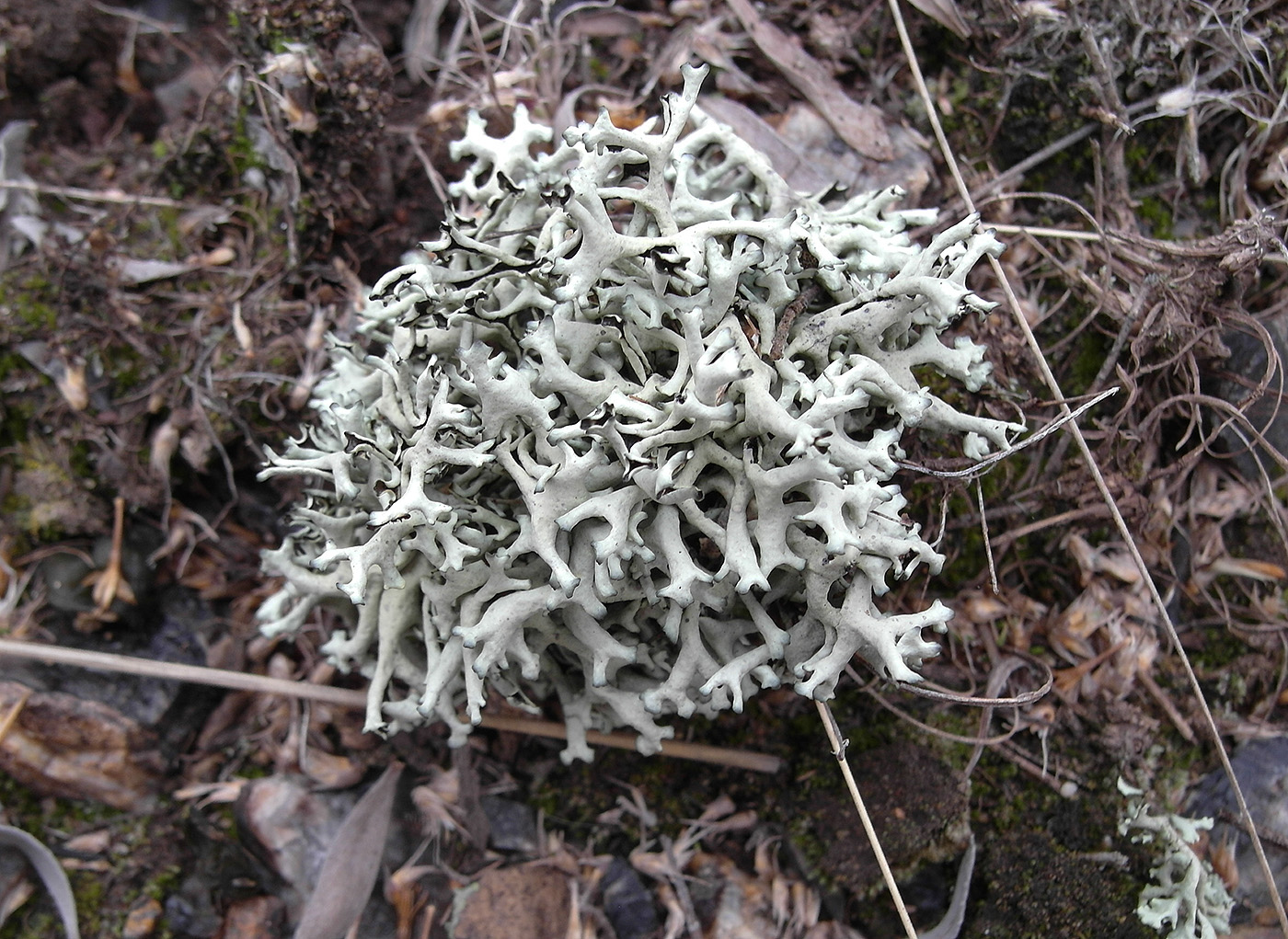 Image of Xanthoparmelia vagans specimen.