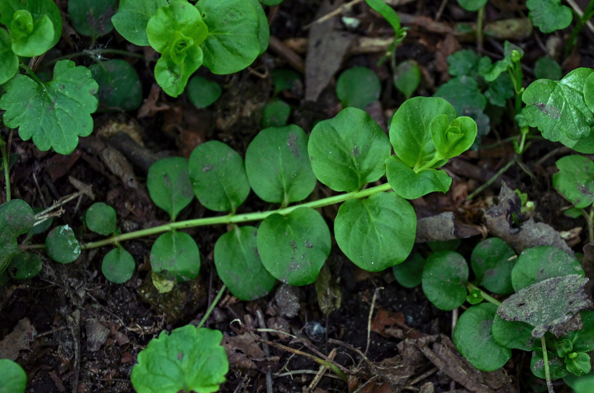 Изображение особи Lysimachia nummularia.