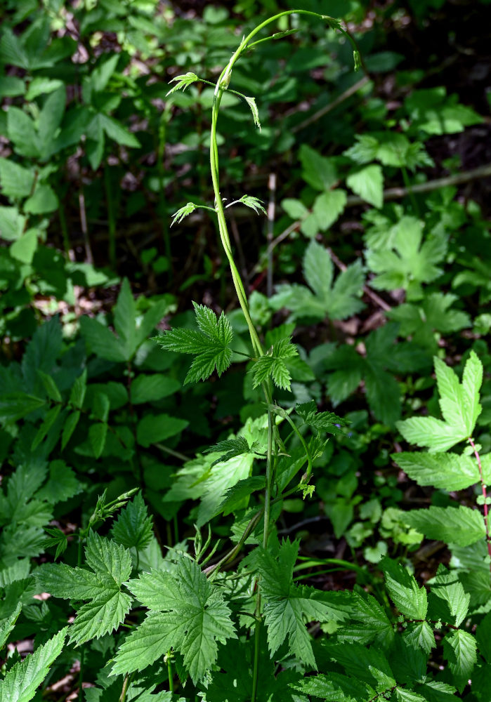 Image of Humulus lupulus specimen.