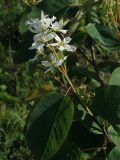 Amelanchier spicata. Верхушка цветущей ветви. Магаданская обл., г. Магадан, побережье бухты Нагаева, сквер \"Маяк\", в озеленении. 09.07.2024.