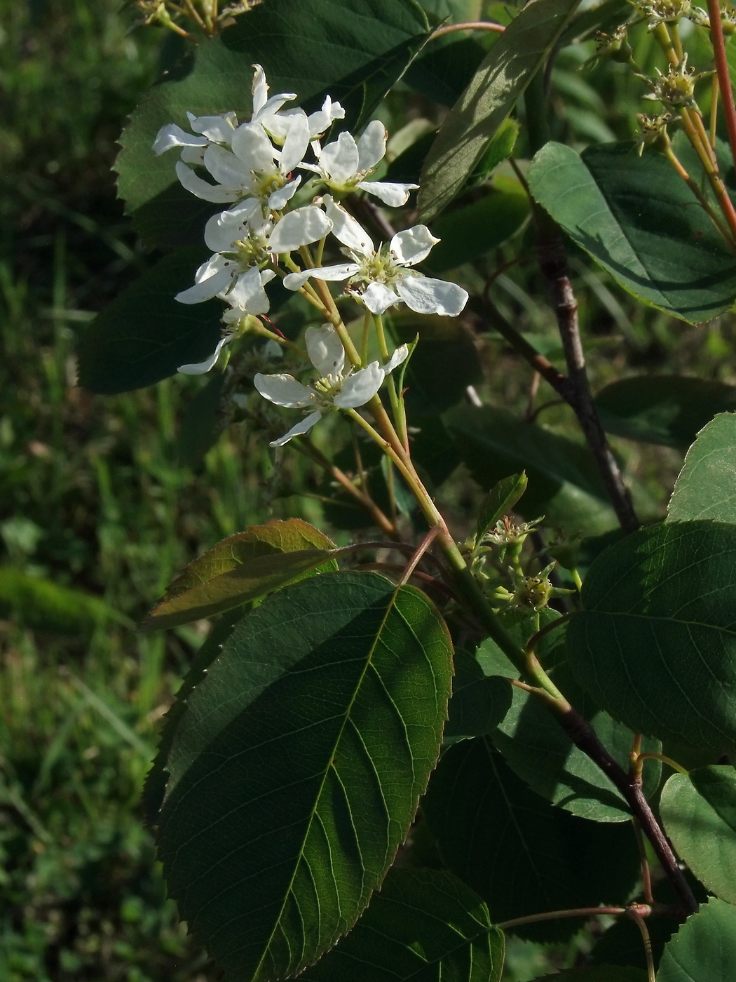 Изображение особи Amelanchier spicata.