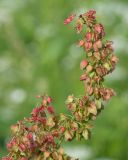 Rumex longifolius