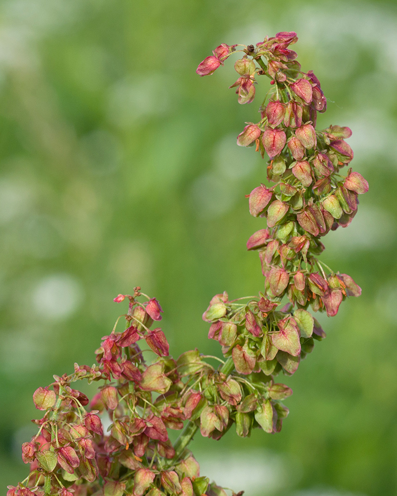 Image of Rumex longifolius specimen.